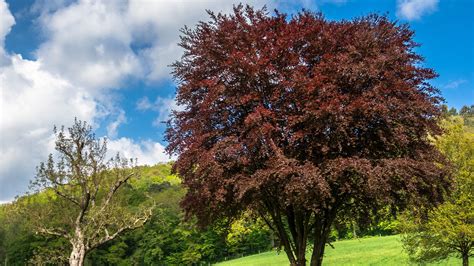 Copper Beech – Dempsey Nurseries