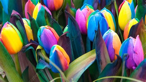 Rainbow tulips (Tulipa sp.), dyed artificially - Stock Image - C033 ...