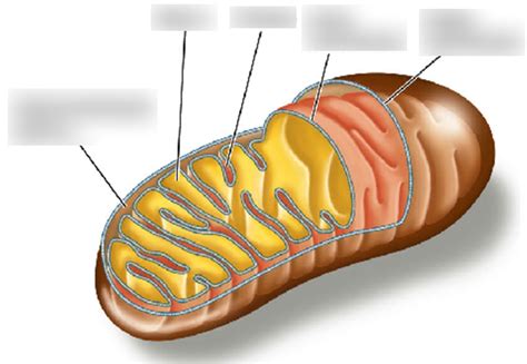 Mitochondria Labeling Diagram | Quizlet