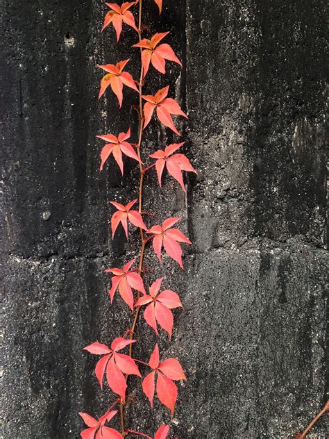 Virginia creeper,wall,red,plant,autumn - free image from needpix.com