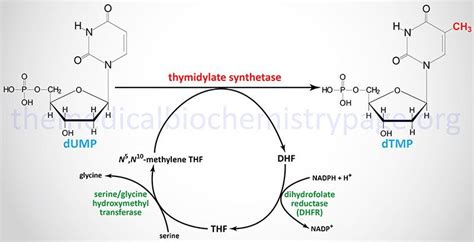 Síntesis de dTMP a partir de dUMP | Enzymes activity, Nucleic acid, Inosine