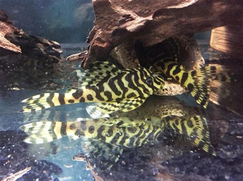 Buy L134 Leopard Frog Pleco online in Australia | Point Pleco Aquariums