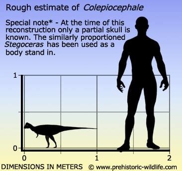 Colepiocephale