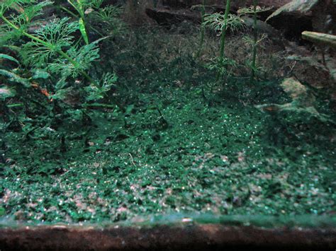 L'algue verte dans l'aquarium