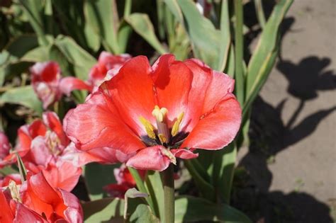 Premium Photo | Red and red tulip flower in garden