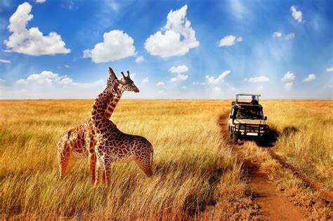 African Safari Tours - smarTours