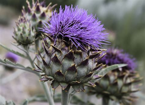 Cynara scolymus - Biodiversité végétale du sud-ouest marocain