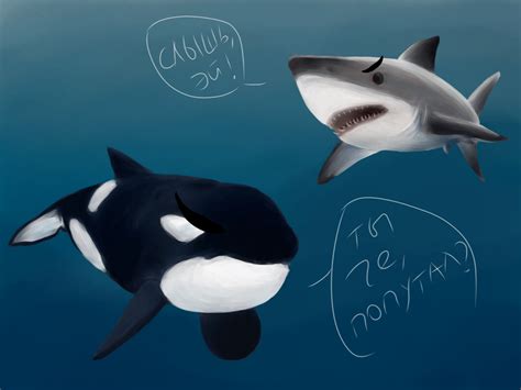 Orca Vs Shark by Bang897 on DeviantArt