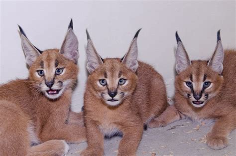 Who's going Jump on him First ... | Caracal kittens, Caracal cat, Caracal