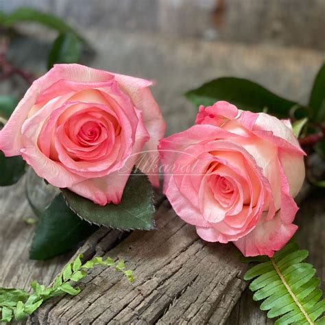 Roses from Ecuador | Rose, Flowers, Pink