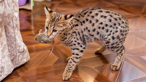 Savannah Cat Size: How Big Can They Get? - Cats Away