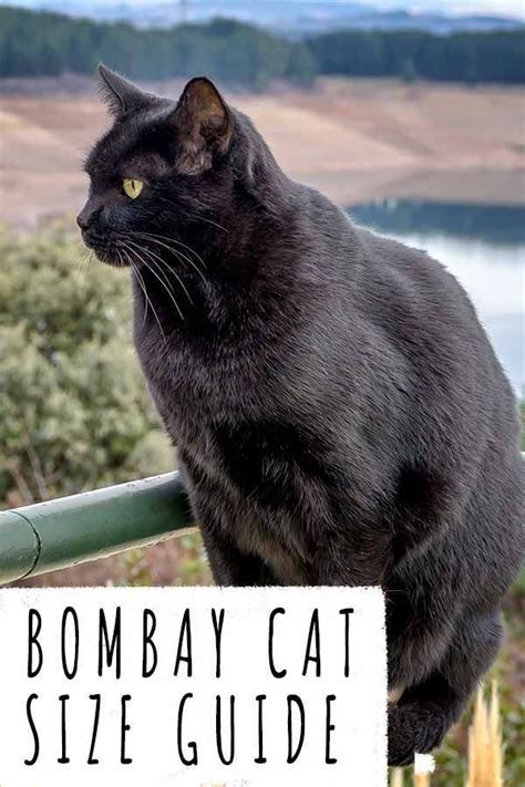 Bombay Cat Size Guide - How Big Do They Grow? | Bombay cat, Cats, Cat ...