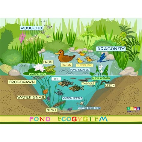 Pond Eco-System Wallboard | Ecosystems, Pond habitat, Natural pond