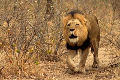 An Incredible Fight of Dominance Over Food Among the Lions, Lionesses ...