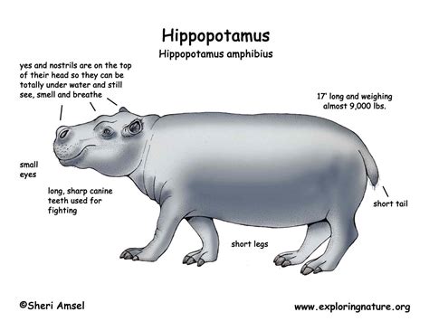 Hippopotamus Lifespan - What Does A Hippo Do To Survive? - Hippo Haven