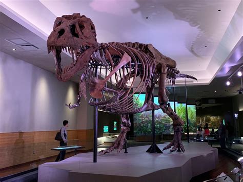 T-rex at Chicago field museum. Meet Sue, : r/Dinosaurs