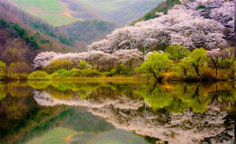 spring, Forest, Mountain, Lake, Reflection, Blossoms, Trees, Nature ...