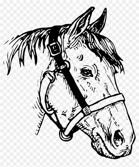 Horse Head Png Clipart - Horse Head Drawings Clip Art Transparent Png ...