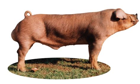 Top Eight Major Swine Breeds - Pork Checkoff