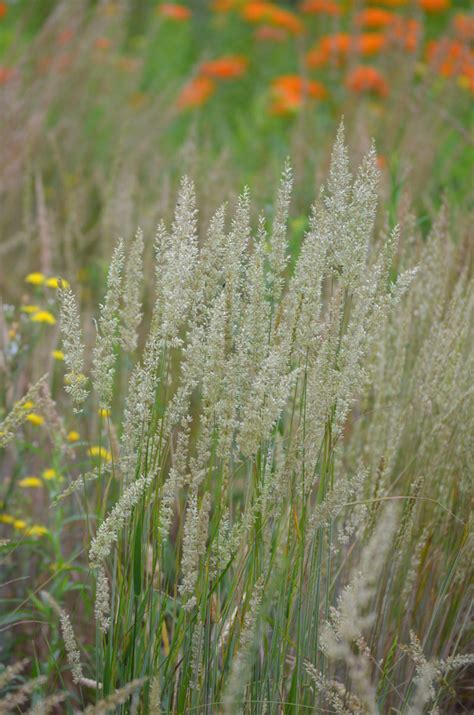 Koeleria macrantha - June Grass in 2020 | Perennial grasses, Spring ...