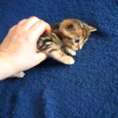 Guinness World Records Smallest Cat