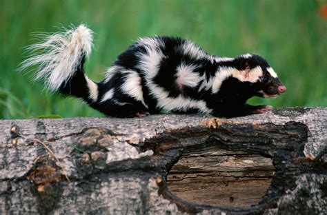 Skunk | Scent, Size, Habitat, & Facts | Britannica