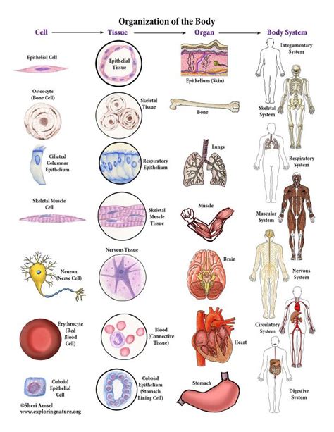 Describe the Levels of Structural Organization of the Human Body ...