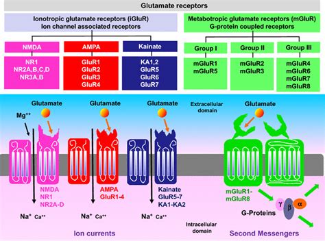 Glutamate receptors. Glutamate has many types and subtypes of glutamate ...