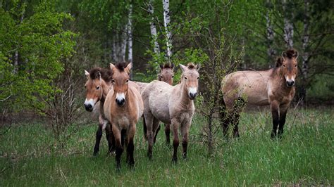 Chernobyl Today Animals