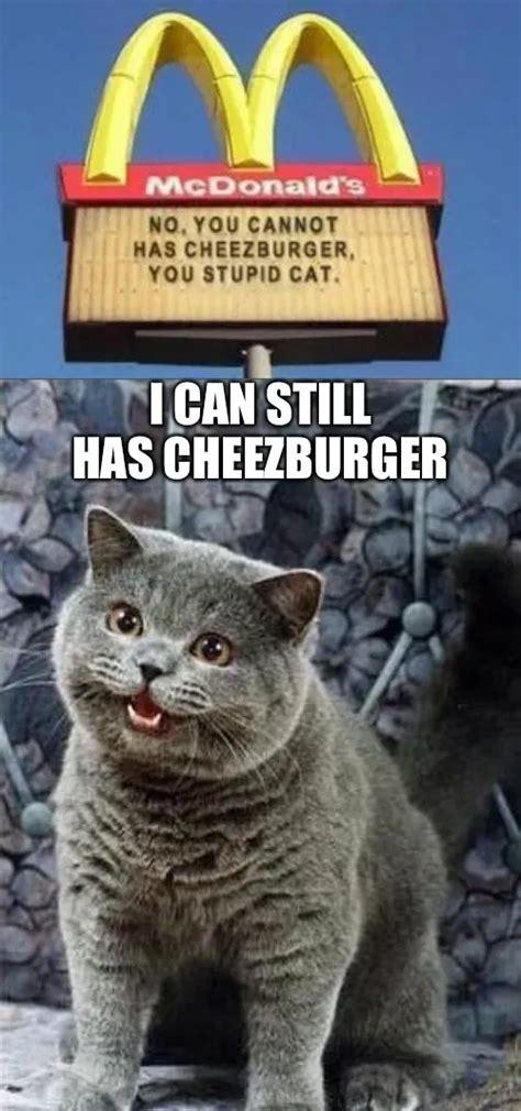 I can has cheezburger cat Memes - Piñata Farms - The best meme ...