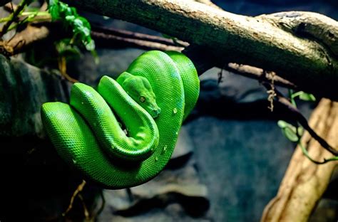 Green Tree Python Care, Handling and Temperament - AZ Reptiles