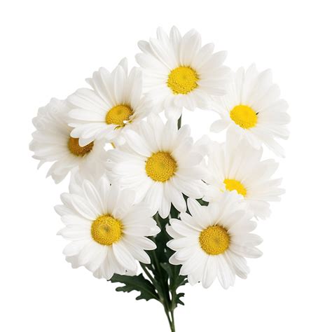 White Daisy Bouquet, Daisy, Chamomile, Blossom PNG Transparent Image ...