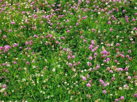 Types of Clover Lawns | Wikilawn