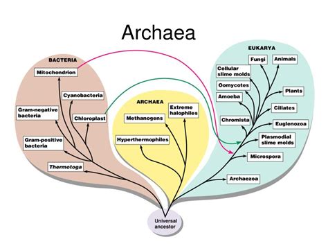 Archaea | Prokaryotes, Diagram, Bacteria