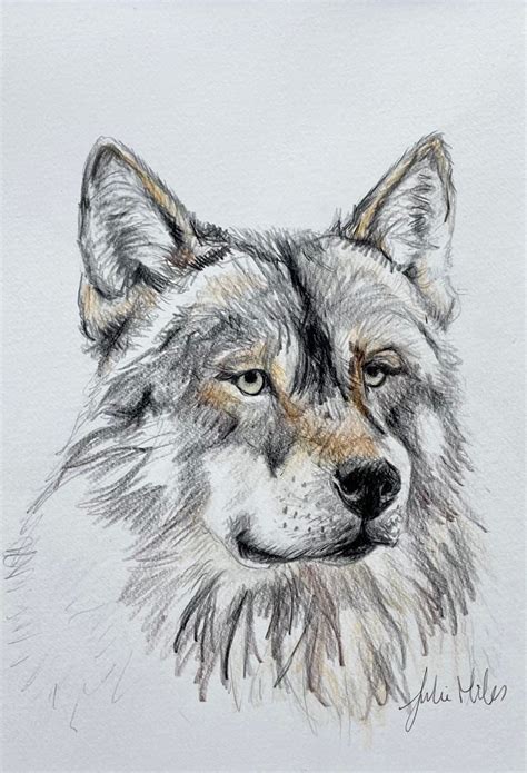 Original Wolf drawing – Julie Miles Ceramics