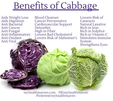 The Health Benefits of Cabbage – My Health Maven