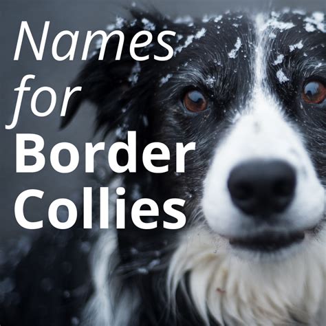 Best Names for a Border Collie - PetHelpful