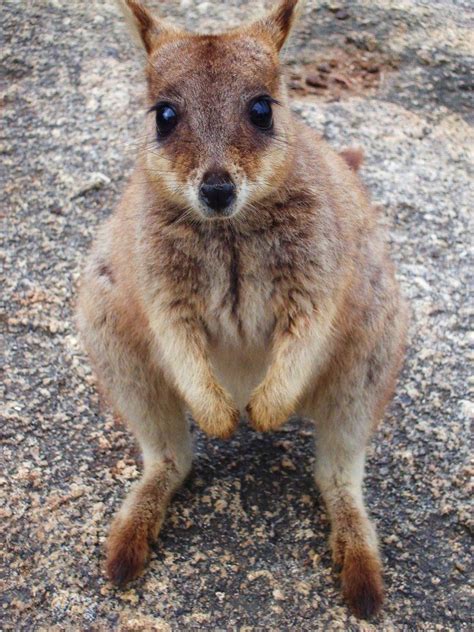 Wallaby Apocalypse Baby Animals, Cute Animals, Wallaby, Marsupial ...