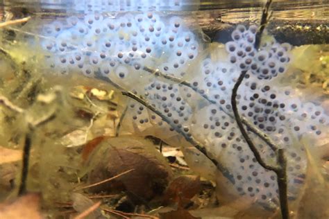 Spotted salamander eggs – Seashore to Forest Floor