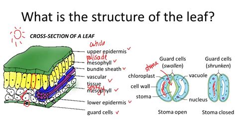 Photosynthesis Leaf Anatomy