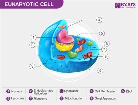 Eukaryotic Cell Labeled