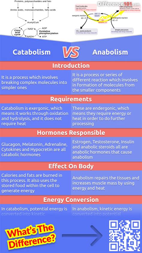 Catabolism Anabolism: Key Differences, Pros Cons, Examples , 41% OFF