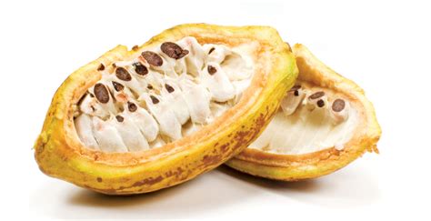 Cocoa bean Facts, Health Benefits and Nutritional Value