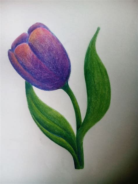 Tulip drawing .....using color pencil. | Soft pastels drawing, Color ...