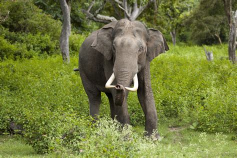 File:Elephas maximus (Bandipur).jpg - Wikipedia