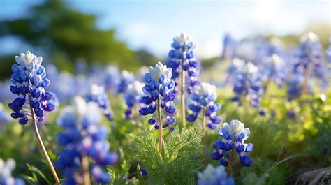 Premium Photo | Bluebonnets Field