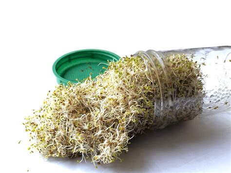 Top 5 Reasons for Growing Sprouts at Home & How to Grow Them