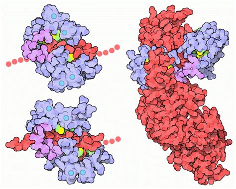 Calmodulin - wikidoc