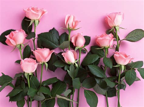 Pink Roses Backgrounds - Wallpaper Cave