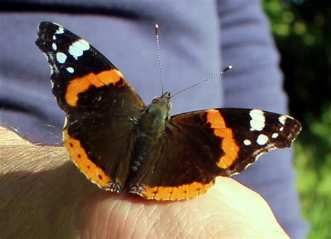 Red Admiral Butterfly Photos | ThriftyFun